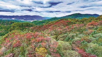 “快种不下树”的福建 还要怎么种树？