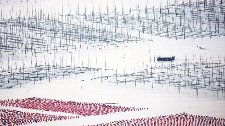 福建霞浦海上秋耕图