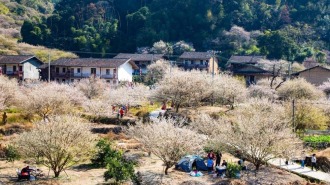 福州永泰奏响“梅”好产业三重奏