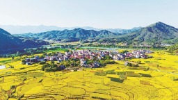 福建松溪：丰收气息扑面而来