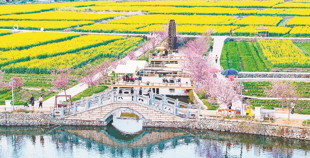 莆田涵江坪盘村：油菜花迎来最佳观赏季_fororder_749eab05-8dbf-4b93-bd4f-419f622bd572