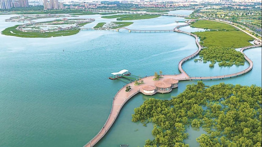 福建红树林生态修复：“海岸卫士”重生记