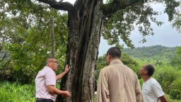 福州守护“绿色文物”再加码