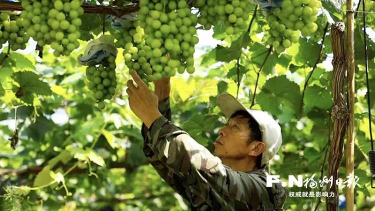 福州罗源：贵族”葡萄引客 村民收获“甜蜜”