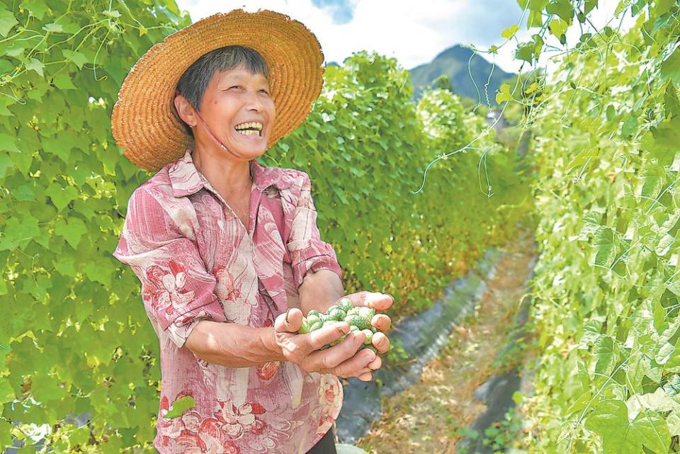 泉州德化吉岭村：“拇指西瓜”迎丰收