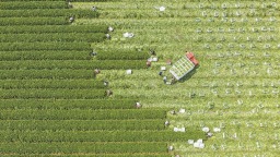 福州福清城坂村迎来西芹采收季