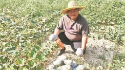 泉州南安：荒地结“金瓜” 沃野铺新绿