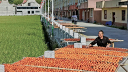 宁德福安梧溪村：柿红醉秋色 佳景迎客来