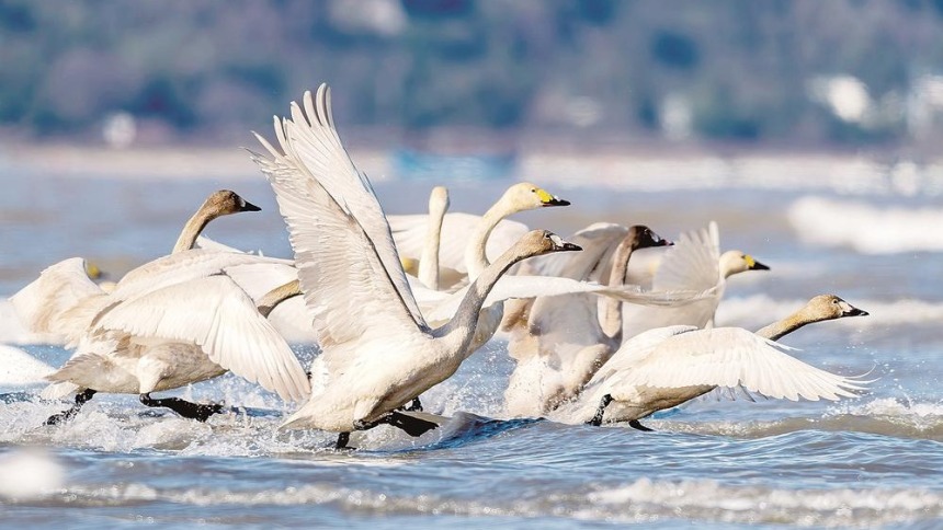 福州闽江河口湿地迎来众多小天鹅