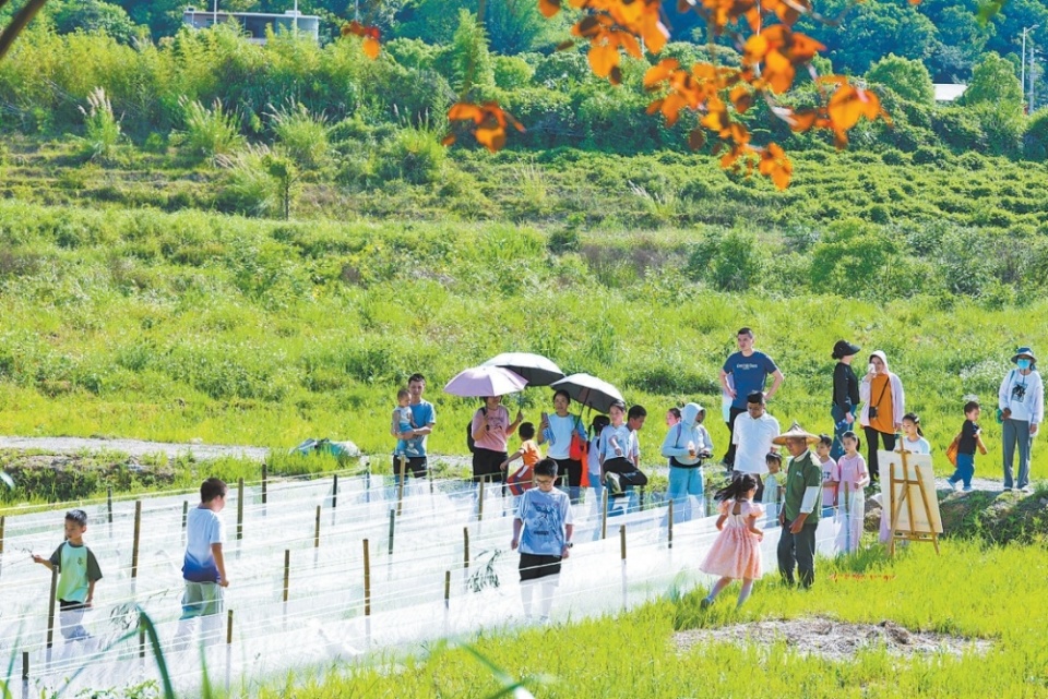 泉州安溪：千年茶香焕发新时代新韵味_fororder_微信截图_20250508091547