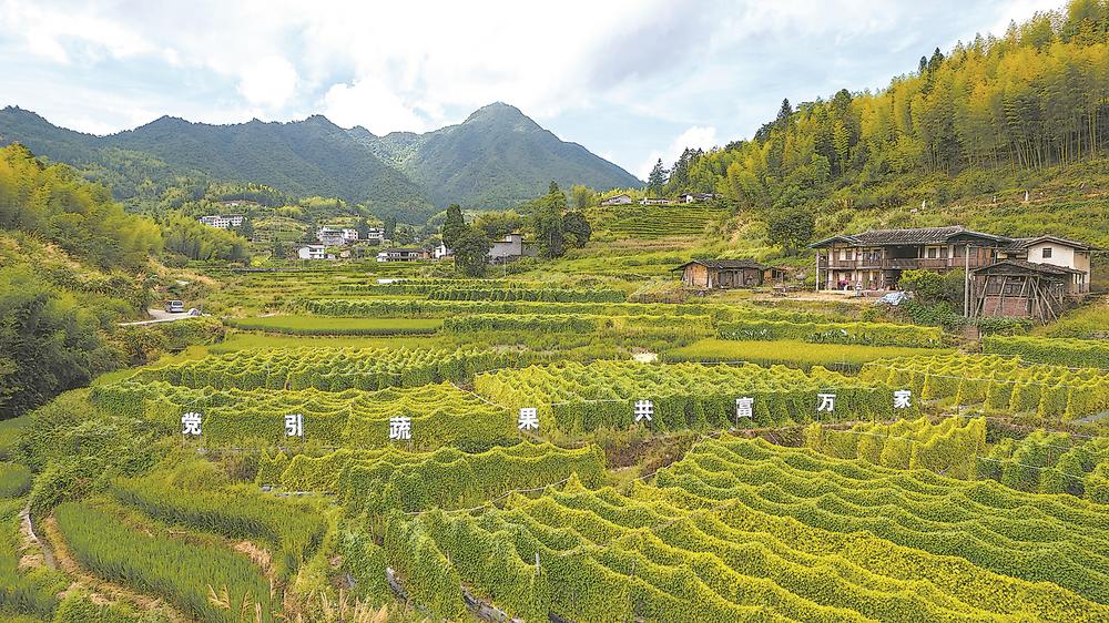泉州德化吉岭村：“拇指西瓜”迎丰收