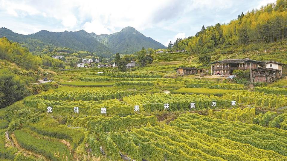 泉州德化吉岭村：“拇指西瓜”迎丰收