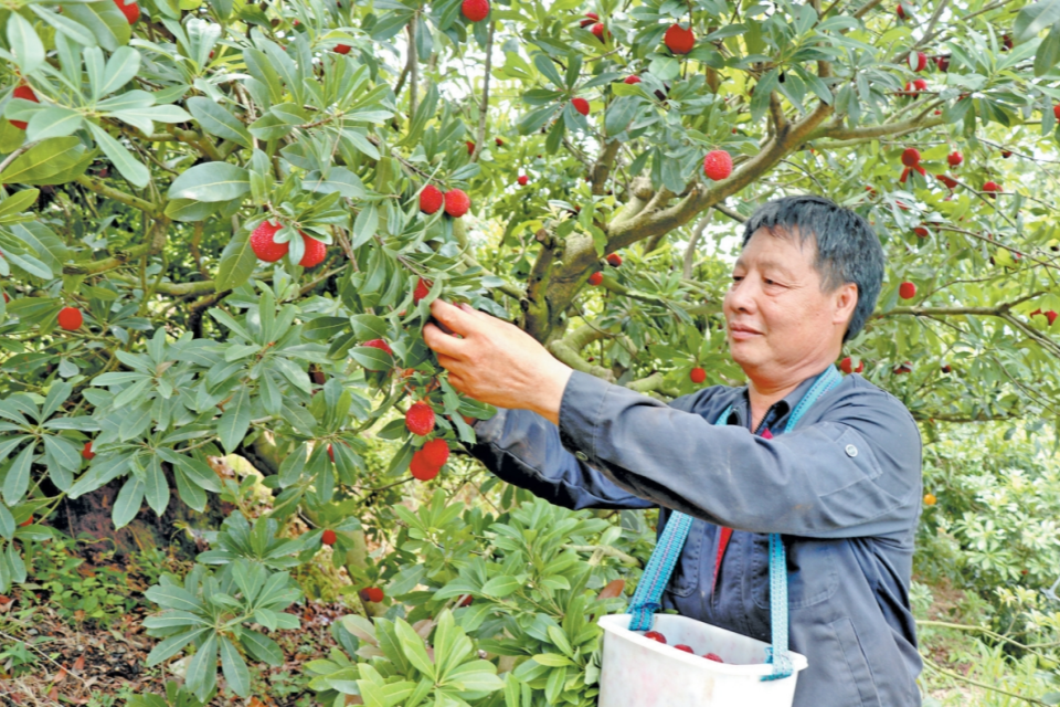 宁德福安：苏阳杨梅又丰收_fororder_微信截图_20250619092048_副本