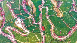 漳州漳平永福台品樱花茶园第一批红色樱花提前绽放