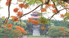 泉州：夏日刺桐城“花样百出”