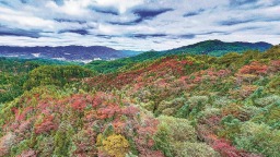 “快种不下树”的福建 还要怎么种树？