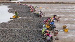 泥里寻口“鲜” 福州斗垣村2600亩海蛏迎春收