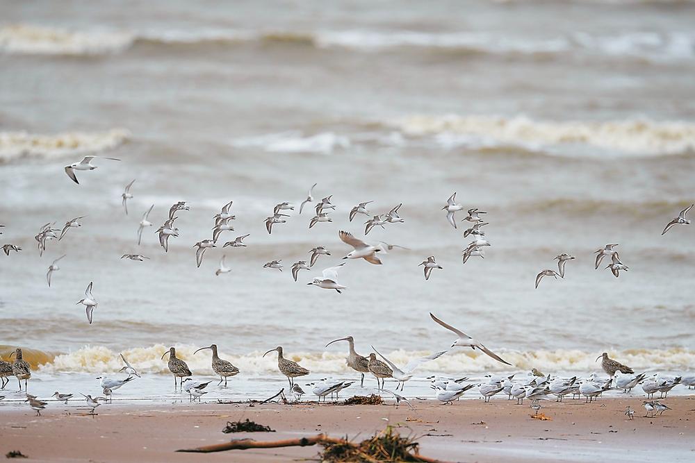 南迁越冬候鸟在闽江河口湿地保护区聚集_fororder_ac1deb20-05dd-483c-8ae9-7257525553e2
