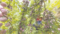 福州永泰盖洋乡：芙蓉李丰收