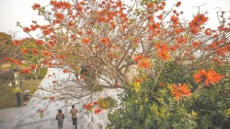 泉州：刺桐花开刺桐城