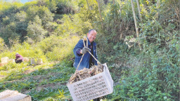 泉州德化桂阳乡：千亩姜田迎丰收