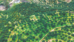 宁德屏南代溪：产业赋能 走出富民强村路