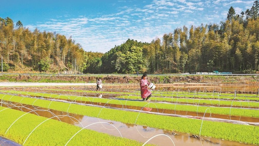 福建：一幅春耕图 满目新农事