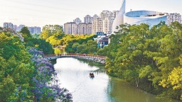 福州：蓝花楹迎来盛花期