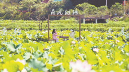 龙岩武平捷文村：荷塘美景迎客来