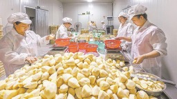 宁德古田：一根竹笋的增值密码