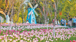 福州：郁金香盛放 献上冬日浪漫