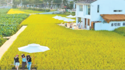 宁德福鼎：“村咖”主理人“归巢” 调出乡村“新滋味”