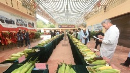 福建省第三届鲜食玉米新品种展示交流会在建瓯举办