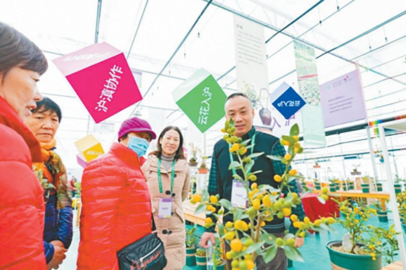 闽东花卉搭载“云花入沪”顺风车开拓上海市场