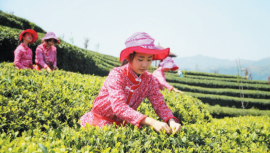 宁德柘荣：延链增效 兴茶富民