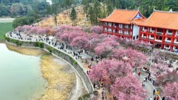 福州林阳寺梅花进入盛花期