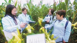 福建省鲜食玉米种业创新结硕果