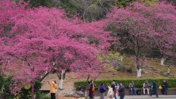 福州植物园开启赏樱季