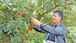 宁德福安：苏阳杨梅又丰收