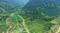 武夷山兴田镇“三茶”统筹发展：科技赋能生态 茶香浸润山海