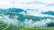宁德屏南：雾漫茶山翠千重