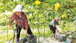 三明明溪县：种下台湾菜 铺就增收路