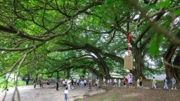 福州闽清官圳村：古厝欢声起 果香引客来