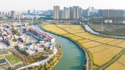 福建晋江：金黄稻浪与蜿蜒碧水交织