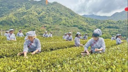 龙岩漳平水仙茶开采