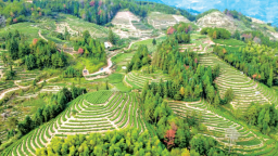 宁德寿宁平溪：绿叶生金叶 茶香富万家