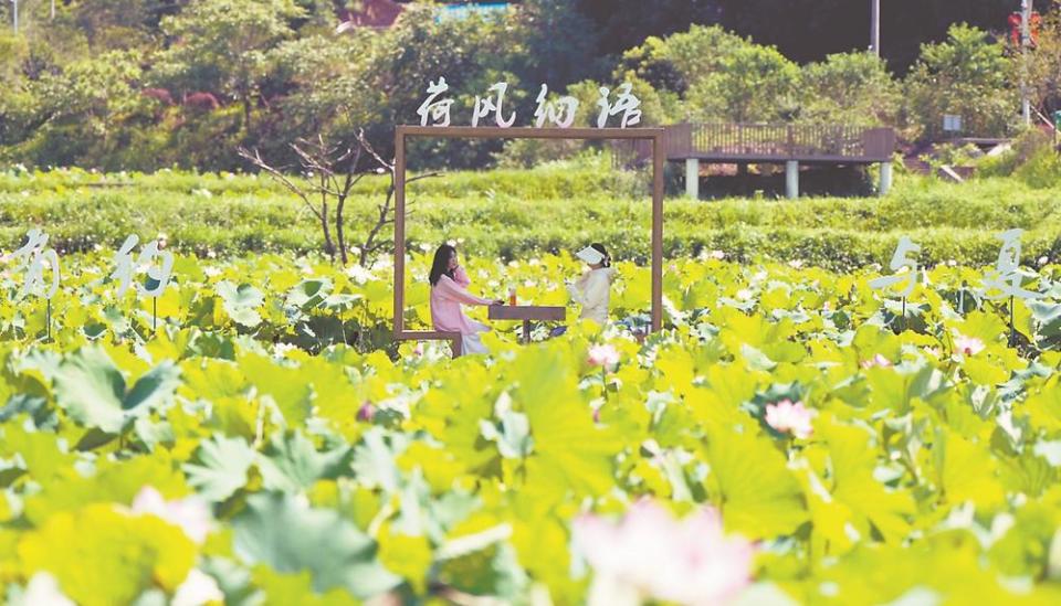 龙岩武平捷文村：荷塘美景迎客来