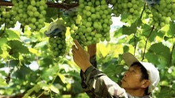 福州罗源：贵族”葡萄引客 村民收获“甜蜜”