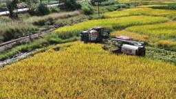福州闽侯西坑村：梯田叠金浪 山乡焕新颜