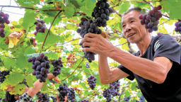 宁德周宁纯池：万亩葡萄迎丰收 “甜蜜经济”正当时